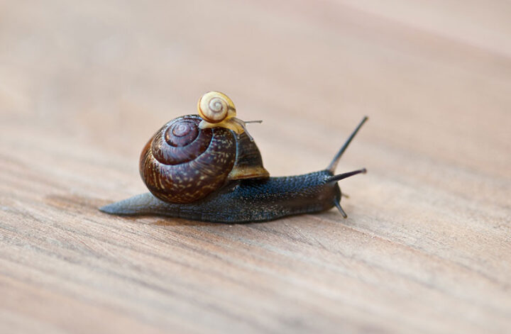 Foto zum Blogartikel "Hamburg–Berlin per Mitfahrgelegenheit: Der smarte Weg zwischen zwei Metropolen": Mitfahrgelegenheit: Mini-Schnecke fährt auf großer Schnecke mit – Huckepack über eine Holzfläche.